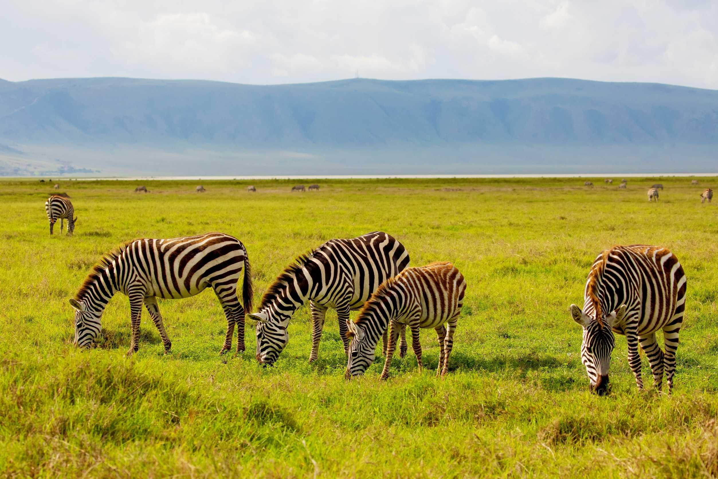 Kenya Wildlife Group Tour: 7-Day Masai Mara Safari