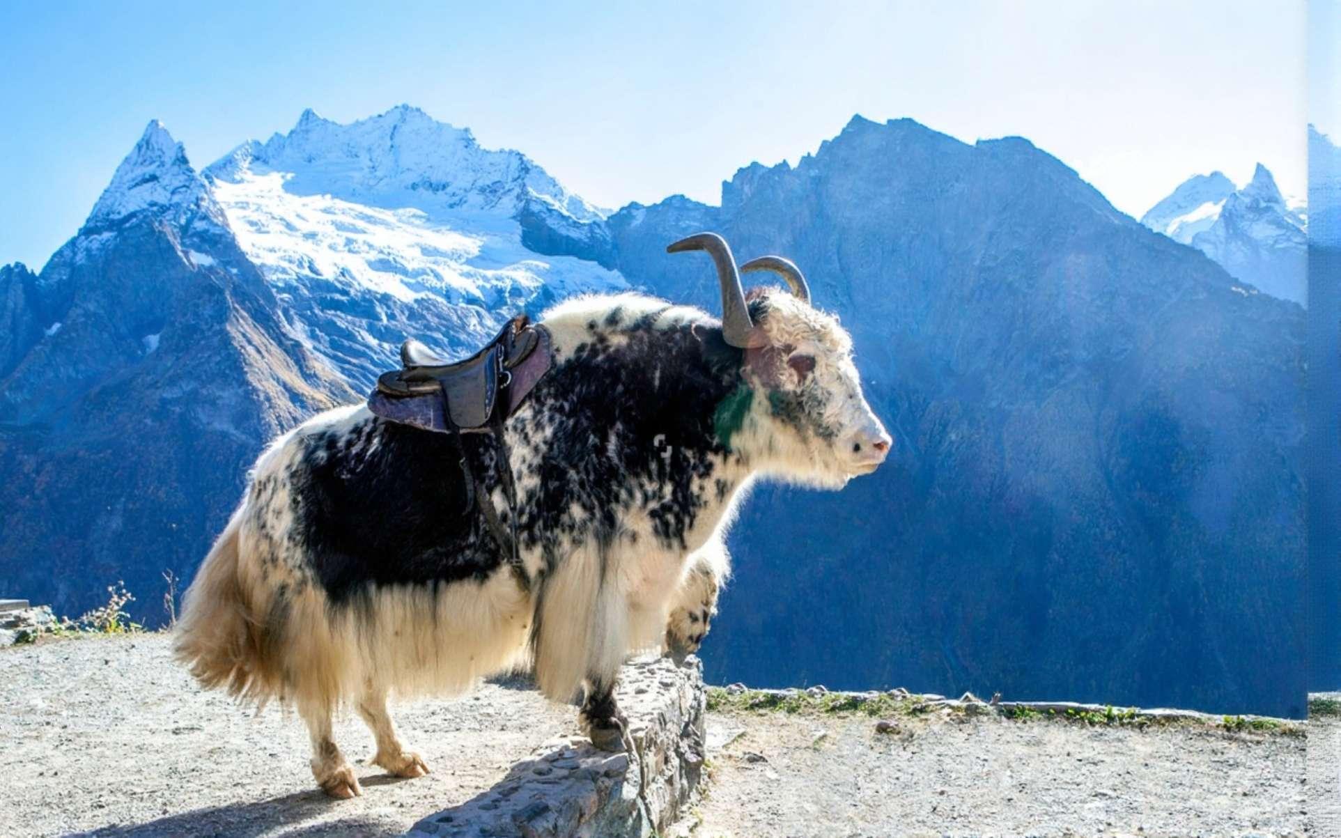 Yak Research Centre – Preserving Himalayan Livelihoods in Arunachal Pradesh